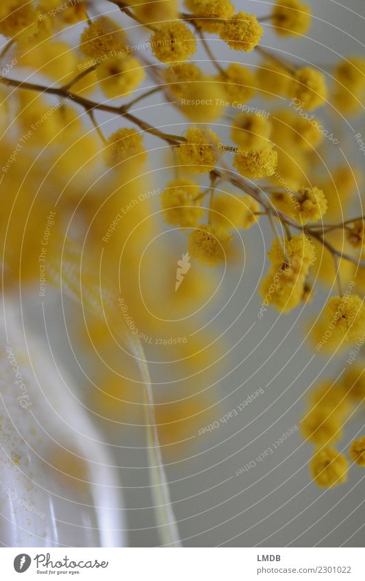 Gelbe Tupfen 3 Natur Pflanze gelb weiß Vase Schleife Quaste Kugel Blüte Ast verzweigt Dekoration & Verzierung trocken Trockenblume Frühling Farbfoto