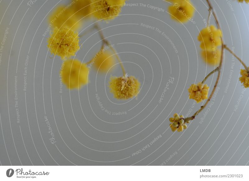 Gelbe Tupfen 2 Pflanze gelb Punkt Kugel Blüte Quaste Ast verzweigt Ostern Frühling Blühend Fröhlichkeit Dekoration & Verzierung Farbfoto Innenaufnahme