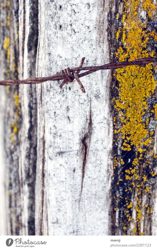 Rostiger Stacheldraht. Als Hintergrund verwittertes, moosiges Holz Enttäuschung Außenaufnahme Nahaufnahme Totale Schmerz Unlust Tod Trauer Sorge hässlich dunkel