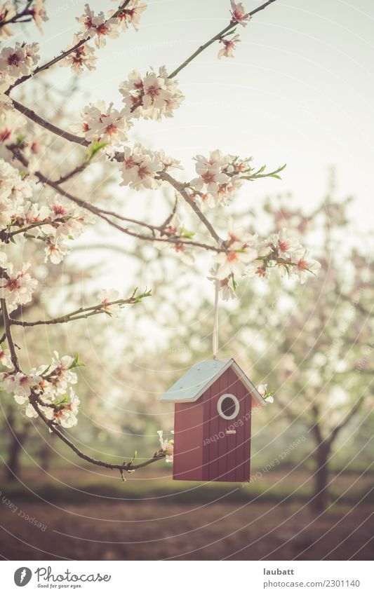 Frühlingsfreude Lifestyle Freizeit & Hobby Umwelt Natur Pflanze Luft Blume Blüte Kirschblüten Kirschbaum Mandelblüte Mandelbaum Vogel Nistkasten Futterhäuschen