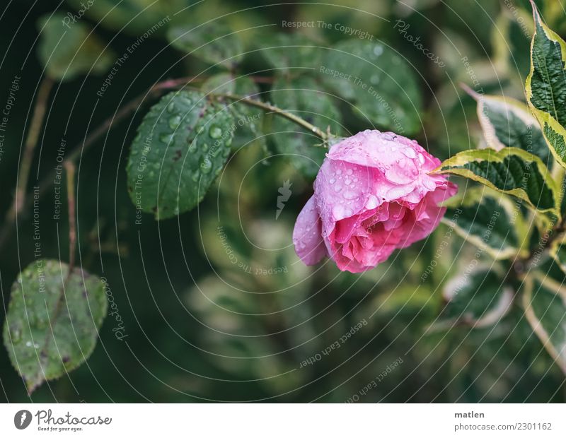 Zuneigung Pflanze Wasser Sommer Blume Rose Blatt Blüte Menschenleer grün rosa Regen Neigung Farbfoto Außenaufnahme Nahaufnahme Textfreiraum links