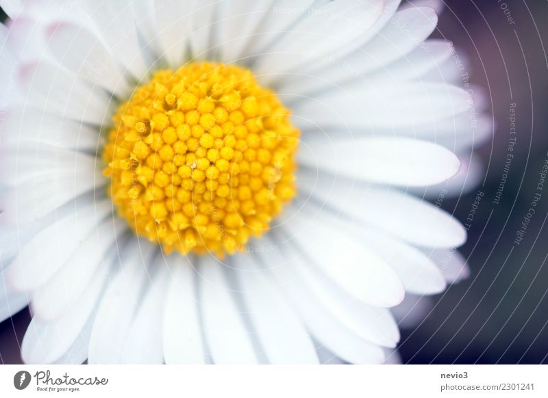 Gänseblümchen elegant Sommer Umwelt Natur Pflanze Frühling Blume Gras Blüte Blühend springen leuchten gelb Gefühle Lebensfreude Frühlingsgefühle Vorfreude