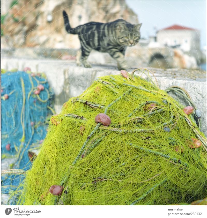 Katerfrühstück Meer Urlaubsort Griechenland Angeln Angelrute Hafen Fischereiwirtschaft Fischernetz Mole Katze 1 Tier Jagd ästhetisch gelb Wachsamkeit geduldig