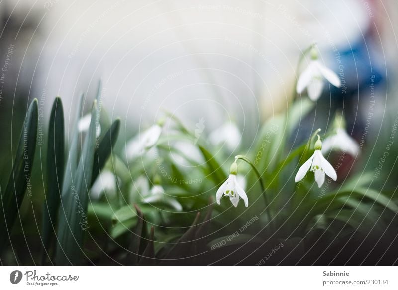 Frühling kriecht aus seinem Loche Garten Pflanze Blatt Blüte Grünpflanze Schneeglöckchen Krokusse klein wild grün weiß Vorgarten Frühlingsgefühle Frühblüher