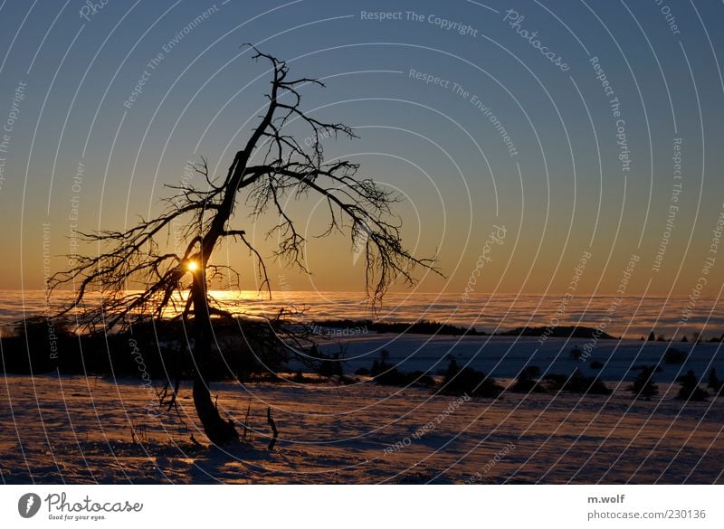 Die Rhön... ruhig Freiheit Winter Mittelgebirge Bayern Thüringen Hessen Umwelt Natur Landschaft Pflanze Sonne Sonnenaufgang Sonnenuntergang Sonnenlicht Nebel