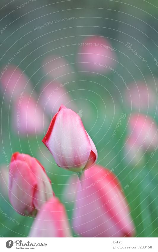 Tulpen zum Mo(h)ntag[LUsertreffen 04|10] Sinnesorgane ruhig Meditation Ferien & Urlaub & Reisen Tourismus Garten Feste & Feiern Valentinstag Muttertag Hochzeit