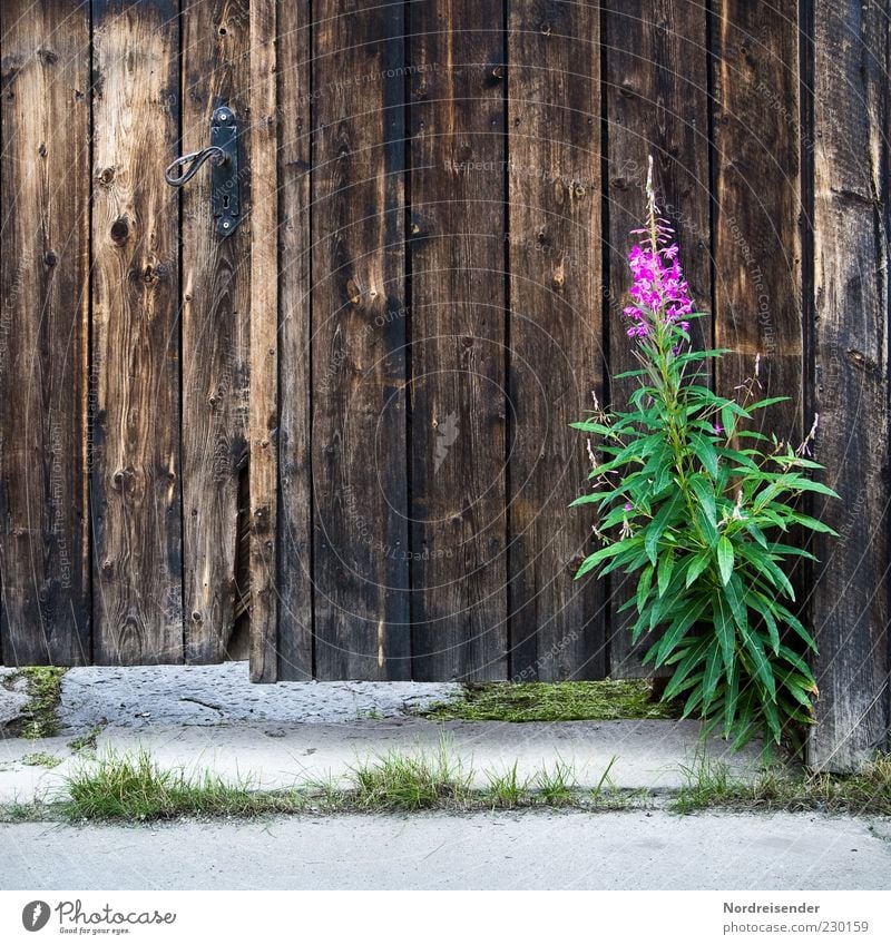 Blümchen Natur Pflanze Sommer Blume Wildpflanze Tür Wege & Pfade Stein Holz alt Wachstum Freundlichkeit Fröhlichkeit schön natürlich braun grün violett Stimmung