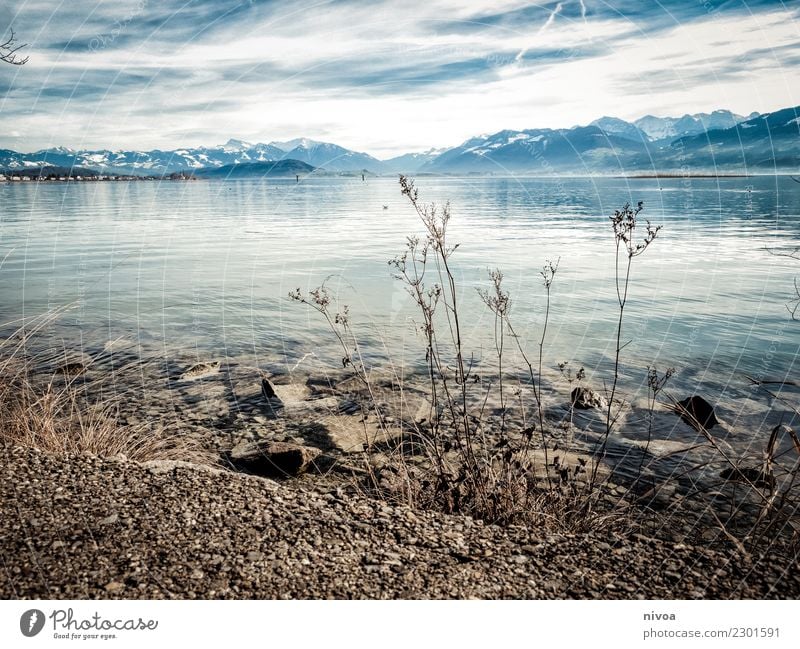 Zürichsee Wohlgefühl Zufriedenheit Umwelt Natur Landschaft Pflanze Tier Luft Wasser Klima Schönes Wetter Gras Sträucher Berge u. Gebirge Gipfel