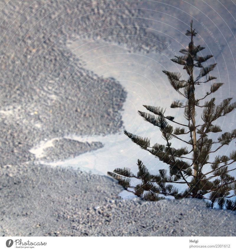 auf Regen folgt Sonnenschein Umwelt Natur Pflanze Wasser Baum Insel Teneriffa Straße Beton außergewöhnlich einzigartig nass natürlich braun grau grün ruhig