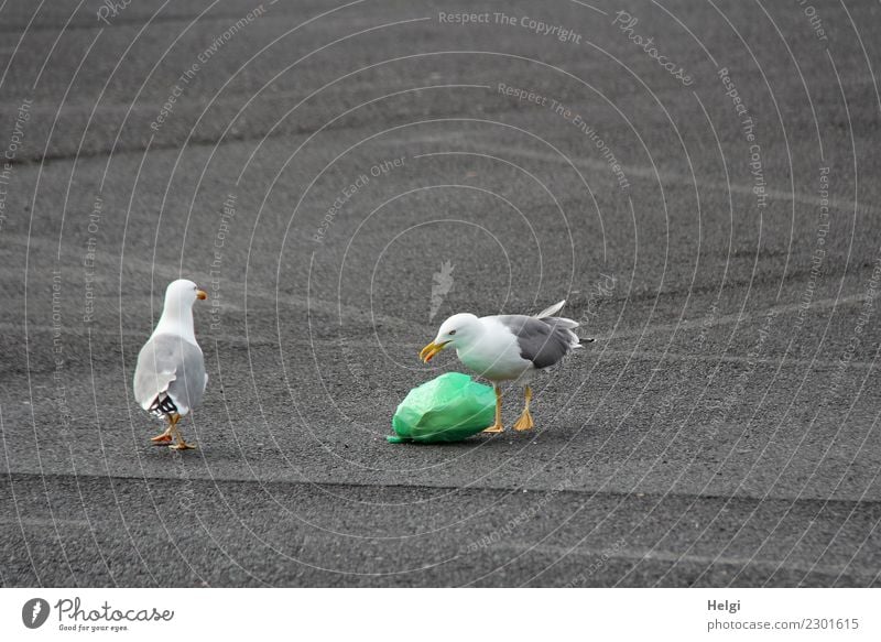 doch MEINS! Umwelt Tier Parkplatz Wildtier Vogel Möwe 2 Asphalt Müll Müllsack Kunststoff beobachten liegen Blick stehen Konflikt & Streit authentisch