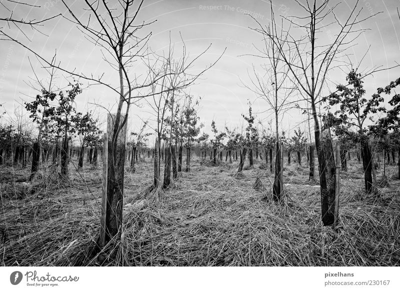 Kalter Wintermorgen Umwelt Natur Landschaft Pflanze Himmel Wolken schlechtes Wetter Wind Baum Gras Sträucher Feld Holz dunkel schwarz weiß Schwarzweißfoto