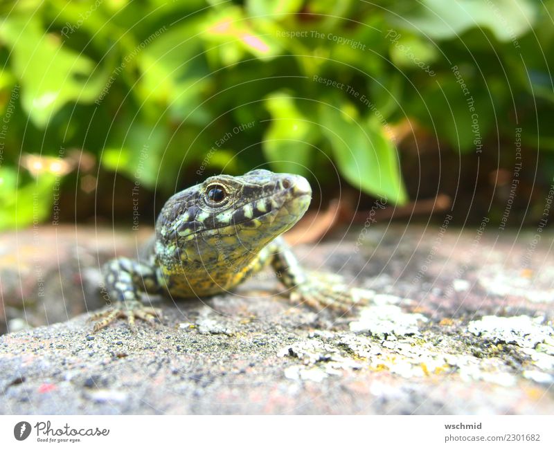 Eidechse auf Mauer Tier Wildtier Echte Eidechsen 1 beobachten hocken krabbeln liegen Blick sitzen frech Glück listig Neugier gelb grau grün schwarz Interesse