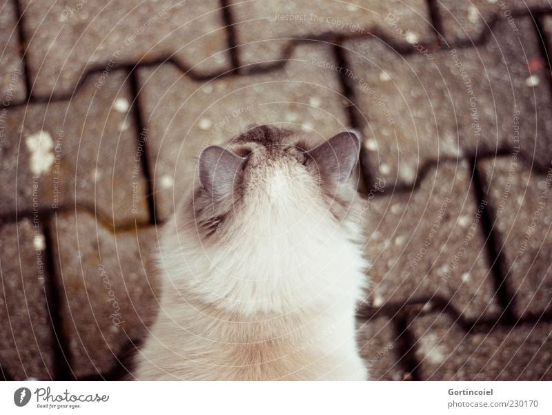 Ich sehe dich. Tier Haustier Katze Fell 1 braun langhaarig Katzenkopf Ohr Akromelanismus Farbfoto Außenaufnahme Textfreiraum oben Kontrast