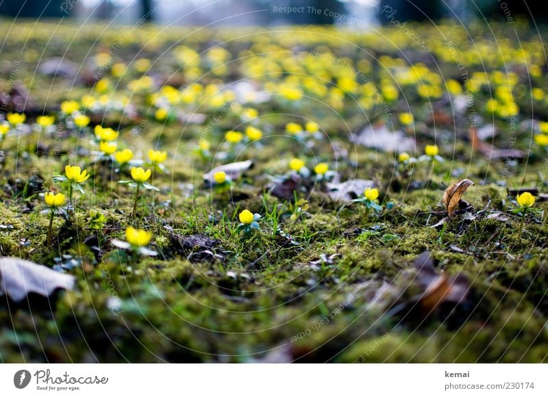 Gelbe Erstblüher Umwelt Natur Pflanze Frühling Klima Blume Moos Blatt Blüte Wildpflanze Blühend Wachstum gelb grün Frühlingsgefühle Frühblüher Winterlinge