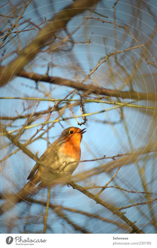 kleiner Piepmatz Sommer Umwelt Natur Pflanze Tier Himmel Frühling Baum Wildtier Vogel Tiergesicht Flügel Rotkehlchen Singvögel 1 singen Gezwitscher Farbfoto