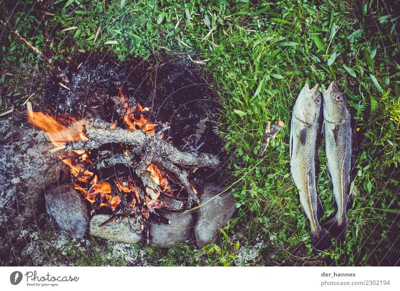 Abendessen Lebensmittel Fisch Ernährung Festessen Bioprodukte Freizeit & Hobby Angeln Ferien & Urlaub & Reisen wandern Natur Wasser Gras 2 Tier Stein Holz heiß