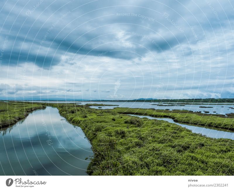 Maremma Fisch Umwelt Natur Landschaft Pflanze Tier Erde Wasser Klima Wetter Gras Sträucher Meer Biotop Macchia Italien Schifffahrt Vogel Bewegung entdecken