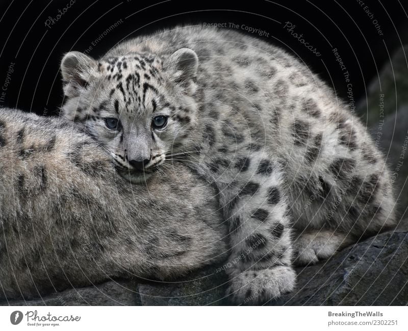 Schließen Sie herauf Porträt des jungen Schneeleopardjungsstillstehens Natur Tier Felsen Wildtier Tiergesicht Zoo Tierjunges Kopf Mutter Raubkatze Katze 1 2