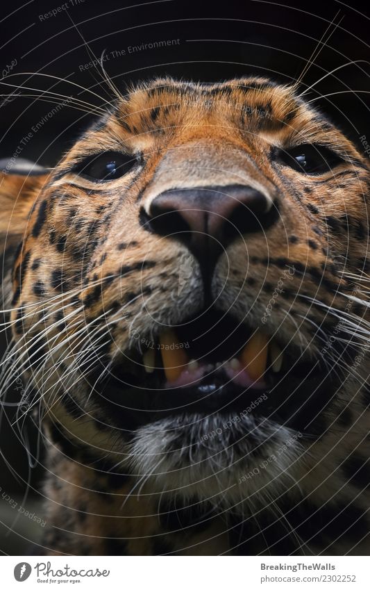 Nahes hohes Porträt des Extrems des persischen Leoparden Natur Tier Wildtier Katze Tiergesicht Zoo Persischer Leopard Kopf Auge Raubkatze 1 wild extrem Schnauze