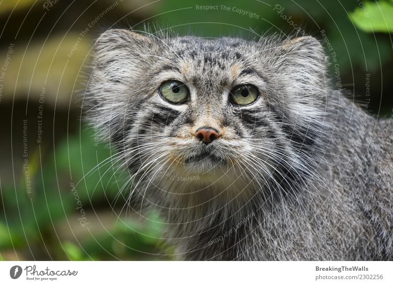 Close up Portrait von einem niedlichen Manul Pallas Katze Natur Tier Wald Wildtier Tiergesicht Zoo Pallas' Katze Kopf Auge 1 wild Schnauze starren Gefahr