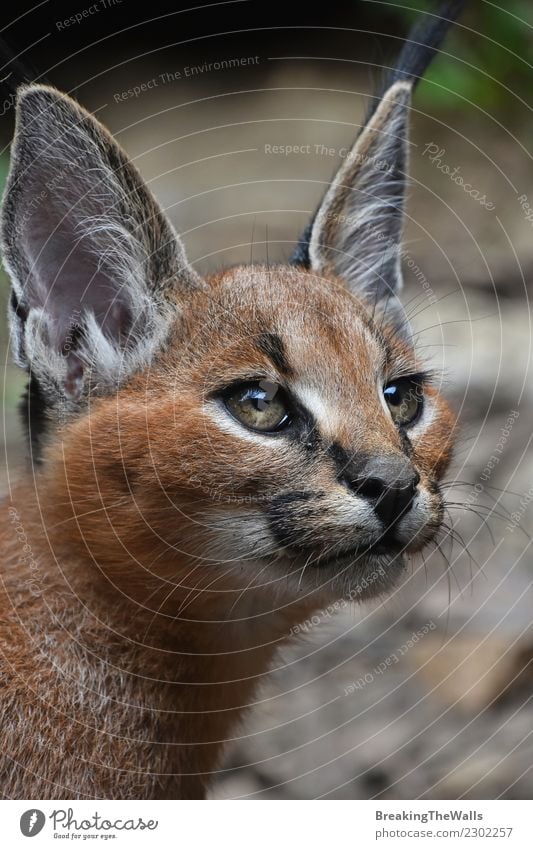 Close up Portrait von Baby Caracal Kätzchen Natur Tier Wildtier Tiergesicht Katze Wildkatze Kopf Auge Ohr 1 beobachten klein Katzenbaby tiefstehend Winkel