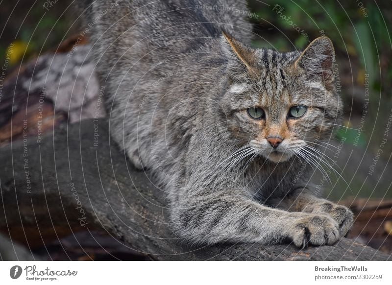 Close up Portrait von einer europäischen Wildkatze Natur Tier Wald Wildtier Katze Tiergesicht Zoo Auge europäische Wildkatze 1 beobachten klein wild Wachsamkeit