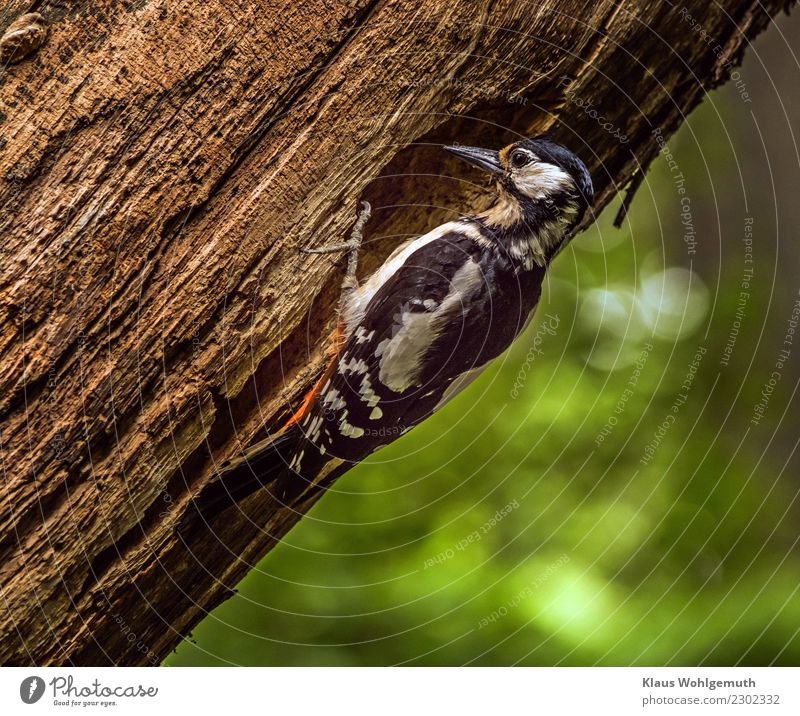 Frau Zimmermann Umwelt Natur Frühling Sommer Baum Park Wald Tier Vogel Tiergesicht Flügel Krallen Specht Buntspecht 1 beobachten festhalten warten braun gelb