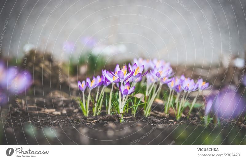 Frühlingsgarten mit Krokusse Design Garten Natur Landschaft Pflanze Blume Park Frühlingsbeet Beet Farbfoto Außenaufnahme Nahaufnahme Makroaufnahme