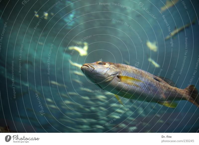 Heißt hier jemand Wanda? Fisch Aquarium Wasser Tier Nutztier Wildtier Schuppen 1 Schwarm glänzend kalt Umwelt Meerestiefe Leben Farbfoto Unterwasseraufnahme