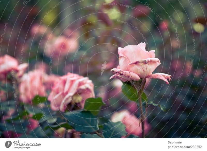 Rosengarten Umwelt Natur Pflanze Blume Blatt Blüte Grünpflanze grün rosa ästhetisch Blühend Frühling natürlich verblüht Farbfoto mehrfarbig Außenaufnahme