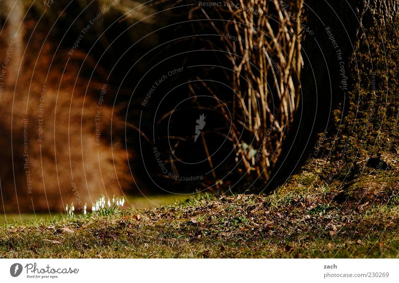 erste Zeichen Pflanze Baum Blume Blüte Schneeglöckchen Wiese Blühend Wachstum braun Frühlingsgefühle Frühblüher Frühlingsblume März Farbfoto Außenaufnahme