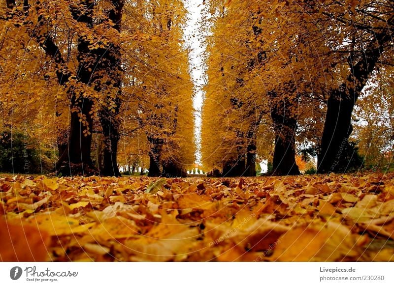 Putbus 09 Umwelt Natur Herbst Schönes Wetter Baum Wald Park mehrfarbig Außenaufnahme Tag Froschperspektive Menschenleer herbstlich Herbstfärbung Herbstlaub