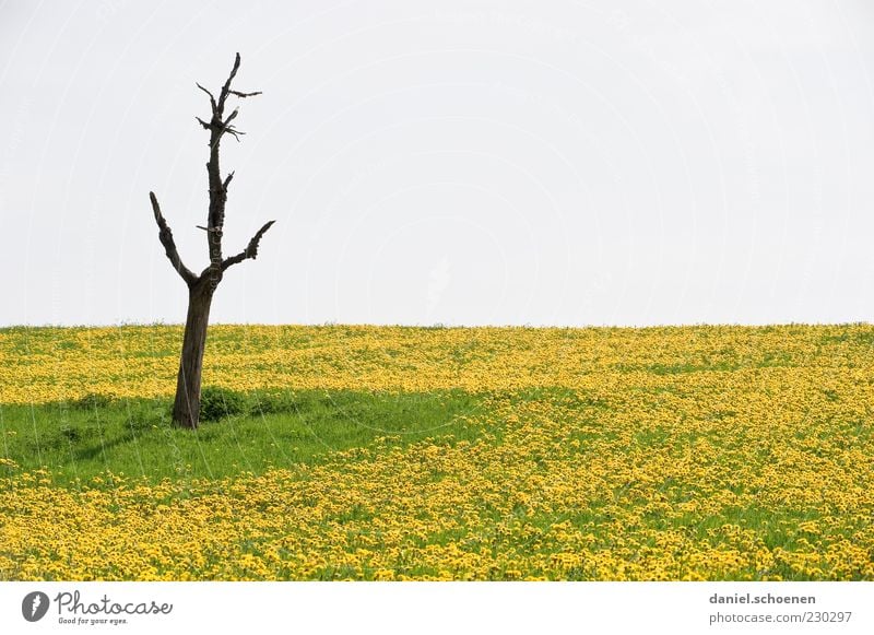 Löwenzähne Umwelt Natur Pflanze Himmel Frühling Klima Baum Blume Gras Wiese gelb grün Leben Tod Löwenzahn Löwenzahnfeld Textfreiraum oben Textfreiraum Mitte