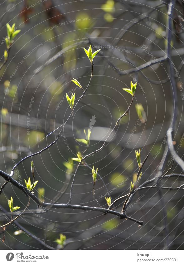 endlich Frühling Umwelt Natur Pflanze Sonnenlicht Baum Wachstum frisch neu braun grau grün Blatt Blattknospe hellgrün Farbfoto Außenaufnahme Morgen