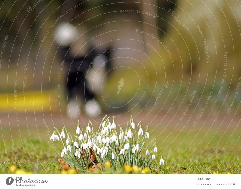 Frühlingsspaziergang Umwelt Natur Pflanze Tier Urelemente Erde Blume Gras Blatt Blüte Park Haustier Hund 1 Duft hell natürlich Schneeglöckchen Frühblüher laufen