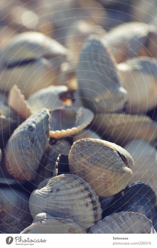 Herzmuscheln Umwelt Natur Sommer Tier klein Muschel Muschelschale Salzwassermuschel Farbfoto Außenaufnahme Menschenleer Textfreiraum oben Tag Licht Schatten