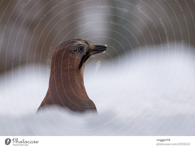 Eichelhäher im Tiefschnee Umwelt Natur Tier Herbst Winter Klima Wetter Schönes Wetter Schnee Schneefall Garten Park Wiese Wald Wildtier Vogel Tiergesicht Flügel