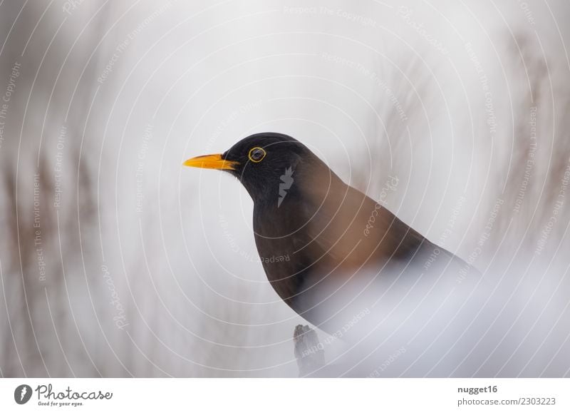 Amsel I. Umwelt Natur Tier Frühling Herbst Winter Klima Wetter Schönes Wetter Schnee Schneefall Sträucher Garten Park Wald Wildtier Vogel Tiergesicht Flügel