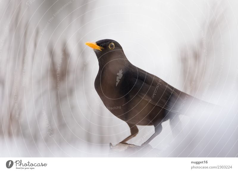 Amsel II. Umwelt Natur Tier Frühling Herbst Winter Schönes Wetter Eis Frost Schnee Schneefall Sträucher Garten Park Wald Wildtier Vogel Tiergesicht Flügel