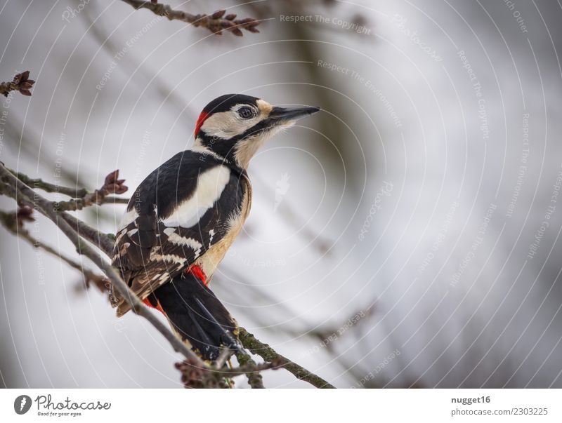 Buntspecht Umwelt Natur Tier Frühling Herbst Winter Klima Wetter Schönes Wetter Eis Frost Schnee Schneefall Baum Sträucher Garten Park Wald Wildtier Vogel