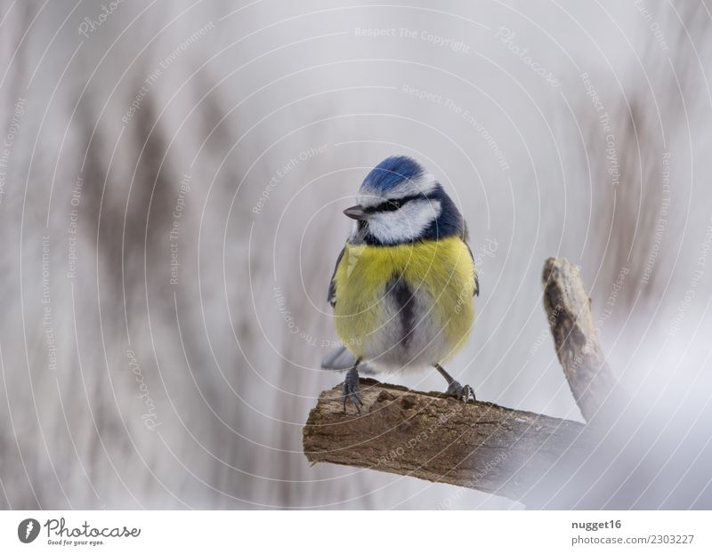 Blaumeise Umwelt Natur Tier Frühling Herbst Winter Wetter Schönes Wetter Eis Frost Schnee Schneefall Baum Sträucher Garten Park Wald Wildtier Vogel Tiergesicht