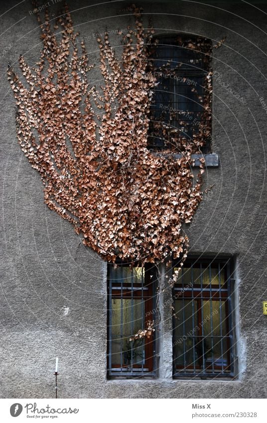 Blätterbrand Herbst Efeu Blatt Haus Mauer Wand Fassade Fenster alt trist Farbfoto Gedeckte Farben Außenaufnahme Muster Menschenleer vertrocknet Wachstum