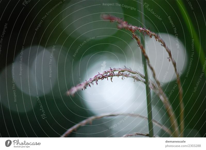 Lichtertanz Umwelt Natur Landschaft Pflanze Tier Sommer Herbst Gras Blatt Grünpflanze Wildpflanze Garten Park Wiese Feld nah natürlich rund schön trocken braun