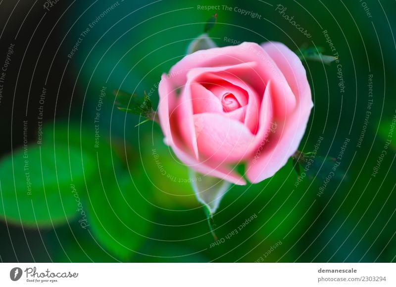 Rosette Valentinstag Hochzeit Umwelt Natur Landschaft Pflanze Tier Sommer Schönes Wetter Blume Blatt Blüte Garten Park Wiese authentisch Duft grün rosa weiß