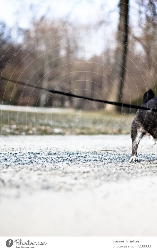 widerstehen statt zu gehen Tier Haustier Fell Pfote 1 Müdigkeit Angst Trägheit trotzig standhaft Hund alt Hundeleine Kieselsteine Park Wege & Pfade gegen