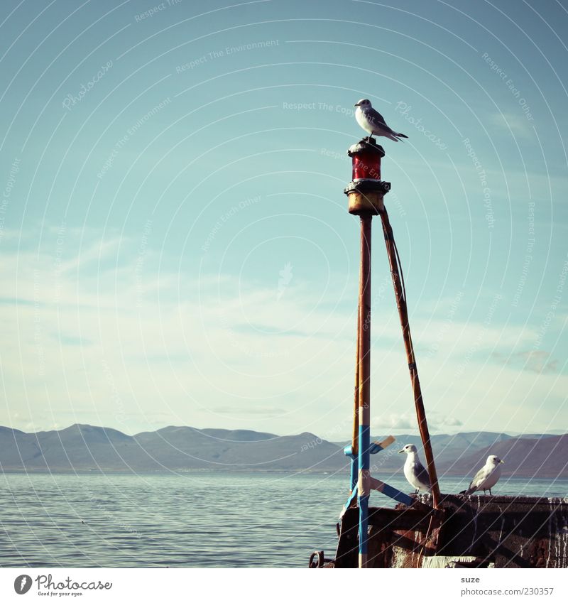 Rundschau Freiheit Meer Umwelt Natur Himmel Schönes Wetter Küste Hafen Tier Wildtier Vogel 3 sitzen warten Möwe Aussicht Anlegestelle Farbfoto mehrfarbig