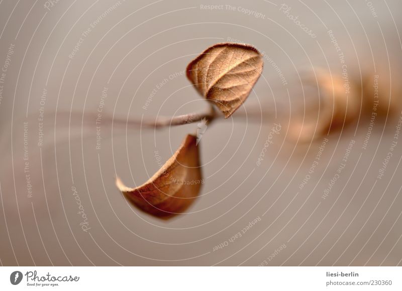 Frühlingslaub Natur Herbst Pflanze Blatt alt trist trocken braun Verfall Vergänglichkeit Makroaufnahme Zweig Ast 2 Baum Schwache Tiefenschärfe vertrocknet