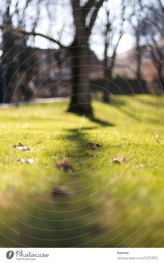 Zickzack Umwelt Natur Landschaft Pflanze Sonnenlicht Frühling Klima Schönes Wetter Baum Gras Blatt Baumstamm Park leuchten Wachstum hell grün Farbfoto