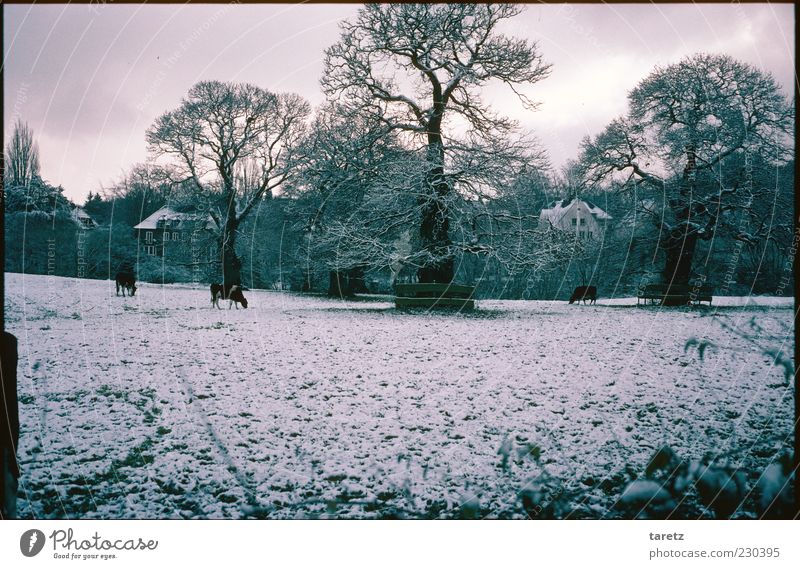 Die Kühe kommen in die Stadt schlechtes Wetter Eis Frost Schnee Weide Stadtrand Aachen Nutztier Kuh 3 Tier frieren dunkel kalt Ausdauer Baum Wolken Winter