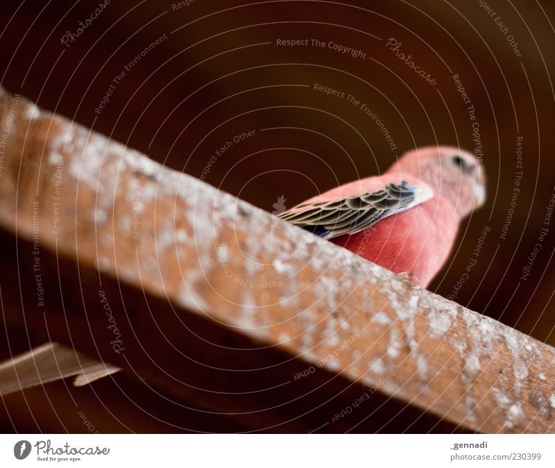 Bourkesittich Tier Haustier Sittich Vogel 1 rosa rot Balken Kot Froschperspektive Flügel Tierzucht Vogelkäfig tierisch Farbfoto Menschenleer Hintergrund neutral